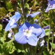 Rozrazil 'Blue Reflection' - Veronica hybrida 'Blue Reflection'