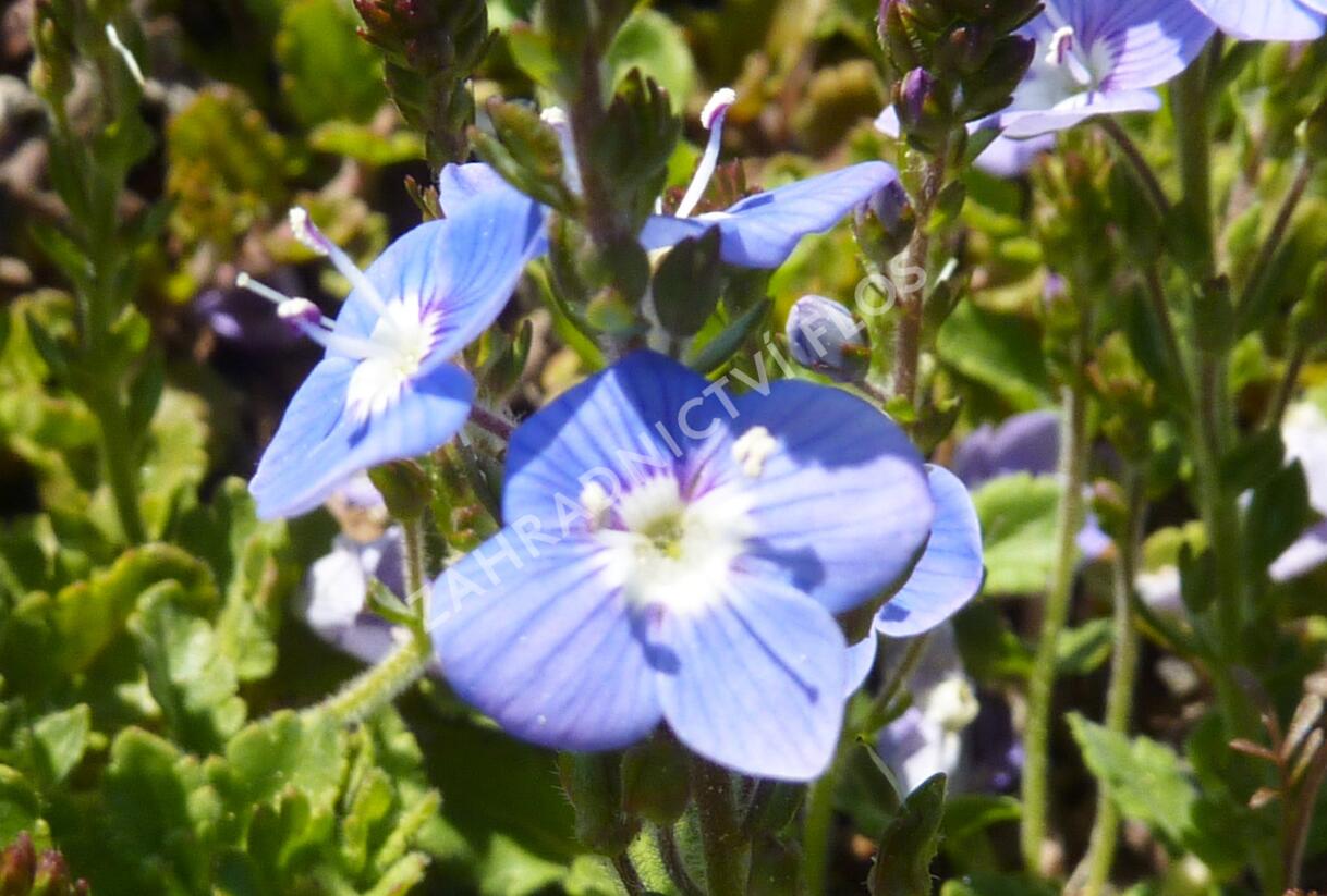 Rozrazil 'Blue Reflection' - Veronica hybrida 'Blue Reflection'