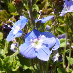 Rozrazil 'Blue Reflection' - Veronica hybrida 'Blue Reflection'