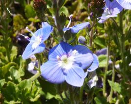 Rozrazil 'Blue Reflection'