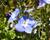 Rozrazil 'Blue Reflection'