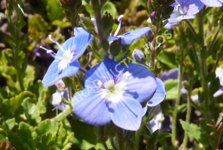 Rozrazil 'Blue Reflection' - Veronica hybrida 'Blue Reflection'
