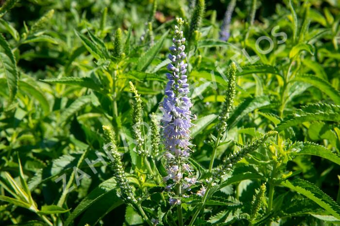 Rozrazil dlouholistý 'Alba' - Veronica longifolia 'Alba'