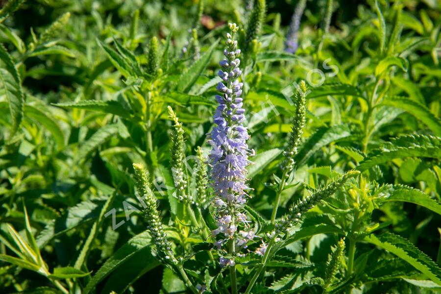 Rozrazil dlouholistý 'Alba' - Veronica longifolia 'Alba'