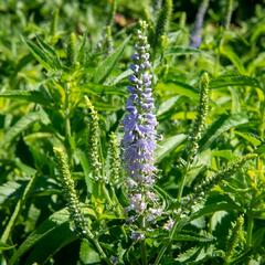 Rozrazil dlouholistý 'Alba' - Veronica longifolia 'Alba'