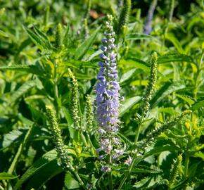 Rozrazil dlouholistý 'Alba'