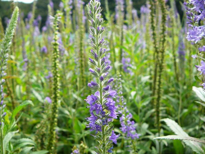 Rozrazil dlouholistý - Veronica longifolia (maritima)