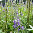 Rozrazil dlouholistý - Veronica longifolia (maritima)