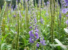 Rozrazil dlouholistý - Veronica longifolia (maritima)