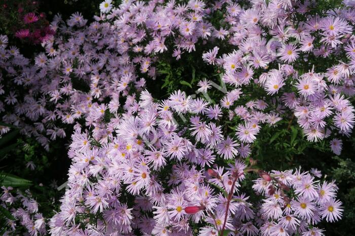 Hvězdnice novobelgická 'Rosenquarz' - Aster novi-belgii 'Rosenquarz'