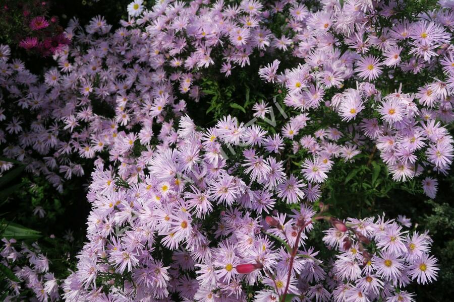 Hvězdnice novobelgická 'Rosenquarz' - Aster novi-belgii 'Rosenquarz'