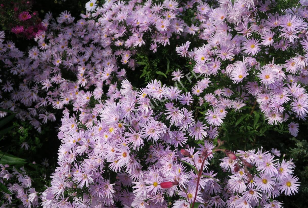 Hvězdnice novobelgická 'Rosenquarz' - Aster novi-belgii 'Rosenquarz'