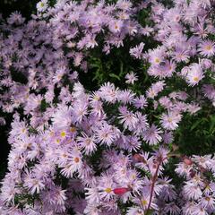 Hvězdnice novobelgická 'Rosenquarz' - Aster novi-belgii 'Rosenquarz'