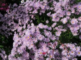 Hvězdnice novobelgická 'Rosenquarz' - Aster novi-belgii 'Rosenquarz'