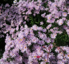 Hvězdnice novobelgická 'Rosenquarz' - Aster novi-belgii 'Rosenquarz'