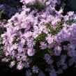 Hvězdnice novobelgická 'Rosenquarz' - Aster novi-belgii 'Rosenquarz'