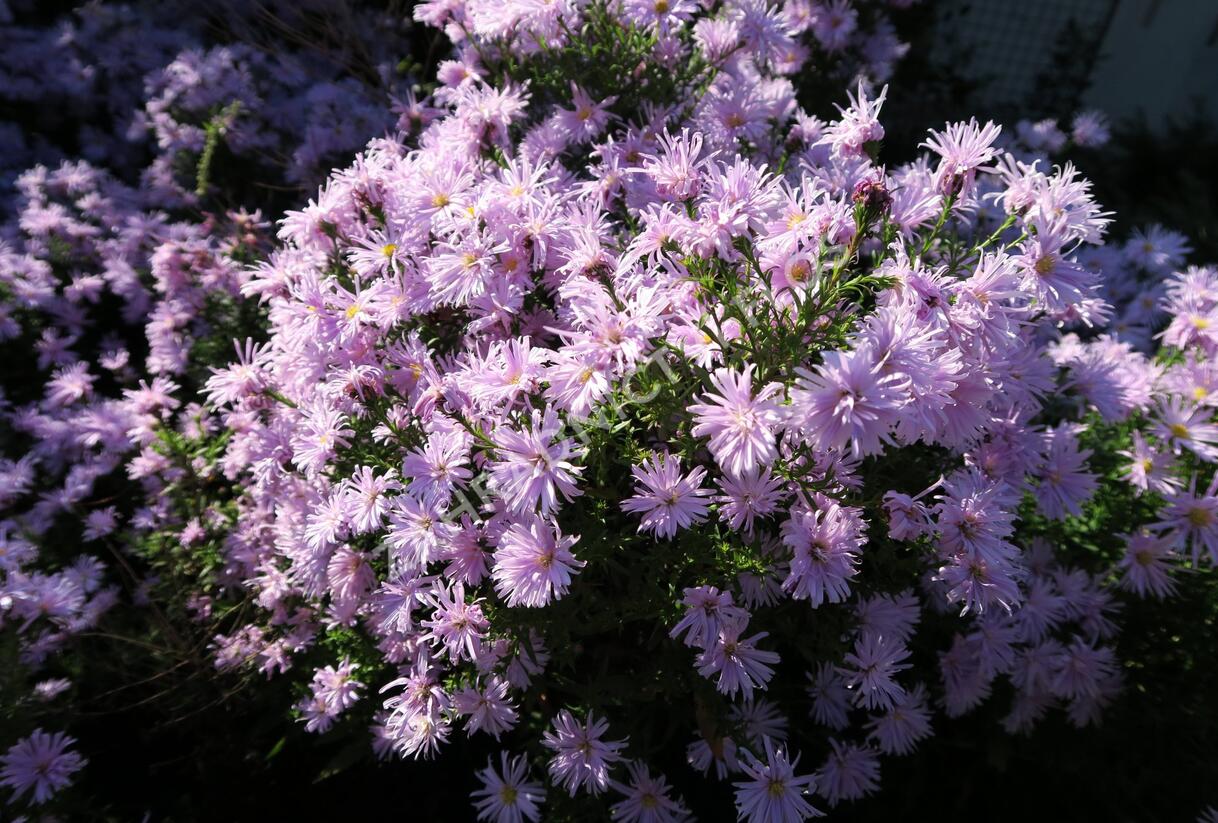Hvězdnice novobelgická 'Rosenquarz' - Aster novi-belgii 'Rosenquarz'