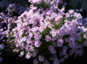 Hvězdnice novobelgická 'Rosenquarz' - Aster novi-belgii 'Rosenquarz'
