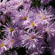 Hvězdnice novobelgická 'Rosenquarz' - Aster novi-belgii 'Rosenquarz'