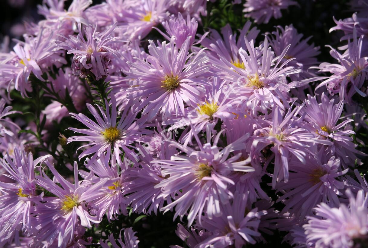 Hvězdnice novobelgická 'Rosenquarz' - Aster novi-belgii 'Rosenquarz'