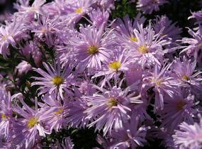 Hvězdnice novobelgická 'Rosenquarz' - Aster novi-belgii 'Rosenquarz'