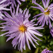 Hvězdnice novobelgická 'Rosenquarz' - Aster novi-belgii 'Rosenquarz'