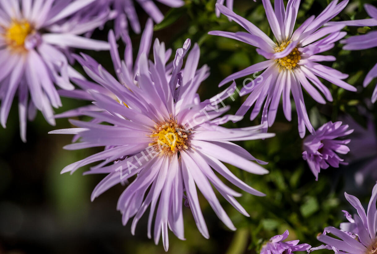 Hvězdnice novobelgická 'Rosenquarz' - Aster novi-belgii 'Rosenquarz'