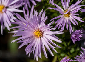 Hvězdnice novobelgická 'Rosenquarz' - Aster novi-belgii 'Rosenquarz'