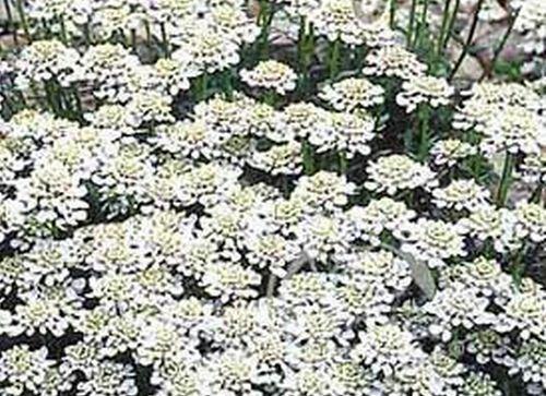 Iberka 'Snowsurfer' - Iberis sempervirens 'Snowsurfer'