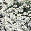 Iberka vždyzelená 'Snowsurfer' - Iberis sempervirens 'Snowsurfer'