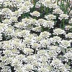 Iberka 'Snowsurfer' - Iberis sempervirens 'Snowsurfer'