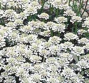 Iberka vždyzelená 'Snowsurfer' - Iberis sempervirens 'Snowsurfer'