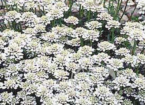 Iberka vždyzelená 'Snowsurfer' - Iberis sempervirens 'Snowsurfer'