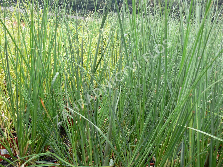Pampová tráva 'Pumila' - Cortaderia selloana 'Pumila'