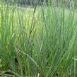 Pampová tráva 'Pumila' - Cortaderia selloana 'Pumila'