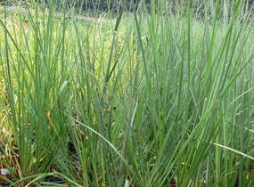 Pampová tráva 'Pumila' - Cortaderia selloana 'Pumila'