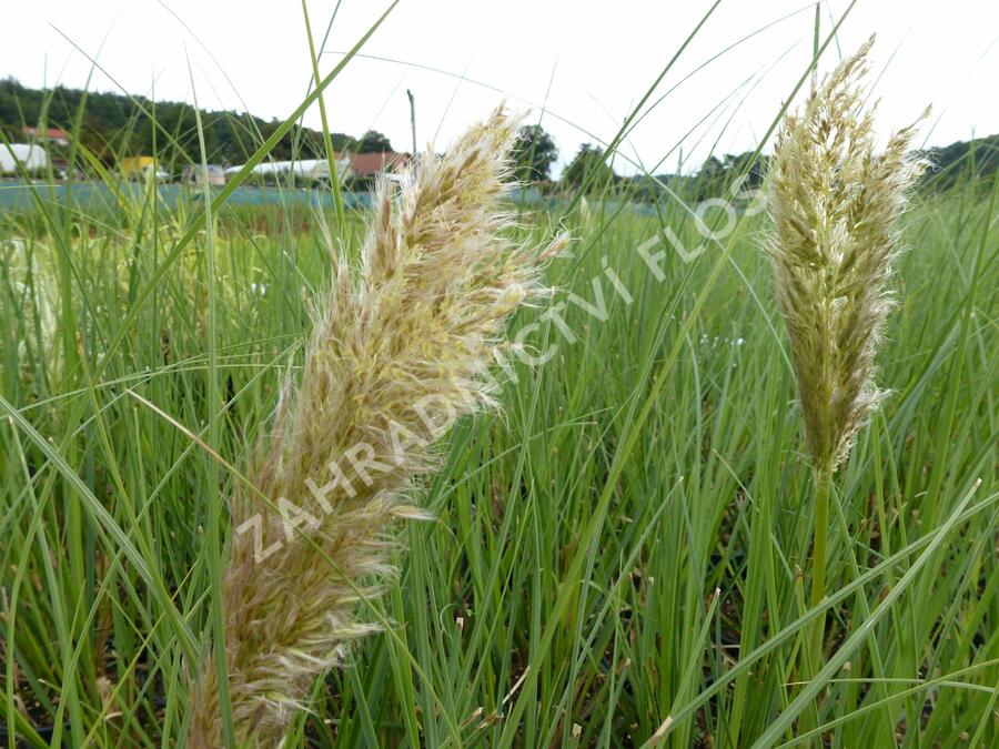 Pampová tráva 'Pumila' - Cortaderia selloana 'Pumila'