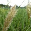 Pampová tráva 'Pumila' - Cortaderia selloana 'Pumila'