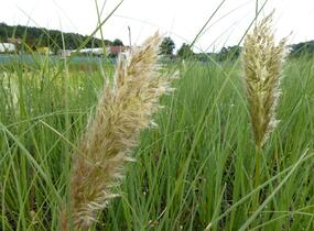 Pampová tráva 'Pumila' - Cortaderia selloana 'Pumila'