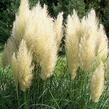 Pampová tráva 'Pumila' - Cortaderia selloana 'Pumila'