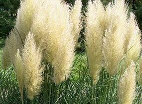 Pampová tráva 'Pumila' - Cortaderia selloana 'Pumila'