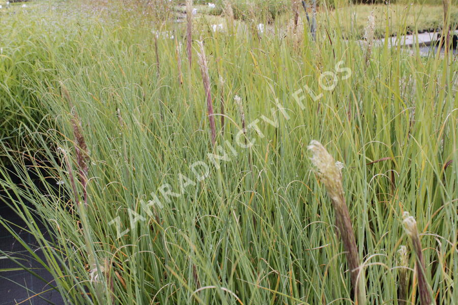 Pampová tráva 'Evita' - Cortaderia selloana 'Evita'