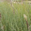 Pampová tráva 'Evita' - Cortaderia selloana 'Evita'