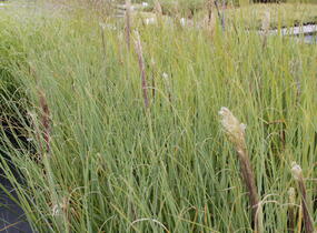 Pampová tráva 'Evita' - Cortaderia selloana 'Evita'