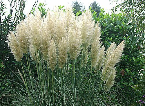 Pampová tráva 'Evita' - Cortaderia selloana 'Evita'