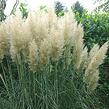 Pampová tráva 'Evita' - Cortaderia selloana 'Evita'