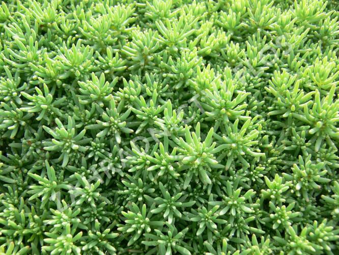Rozchodník španělský - Sedum hispanicum