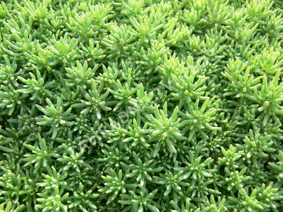 Rozchodník španělský - Sedum hispanicum