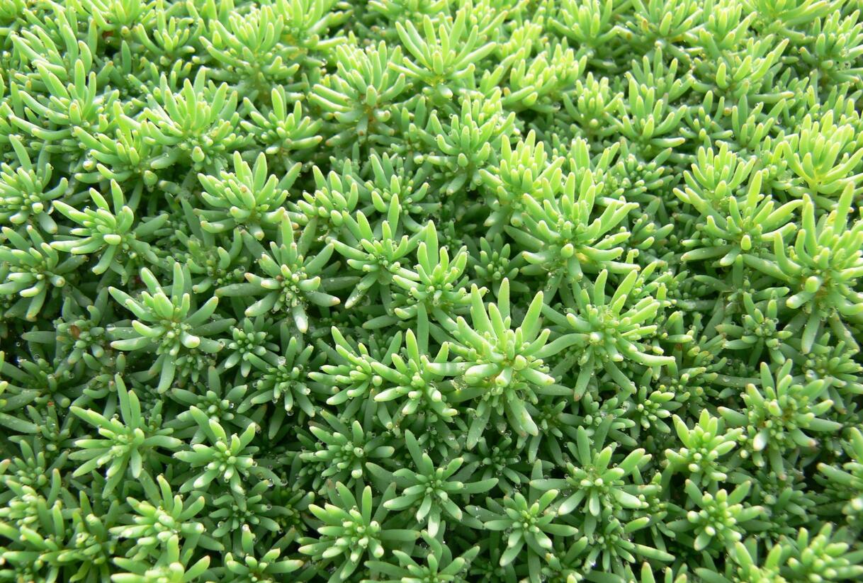 Rozchodník španělský - Sedum hispanicum