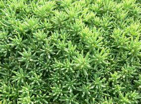 Rozchodník španělský - Sedum hispanicum